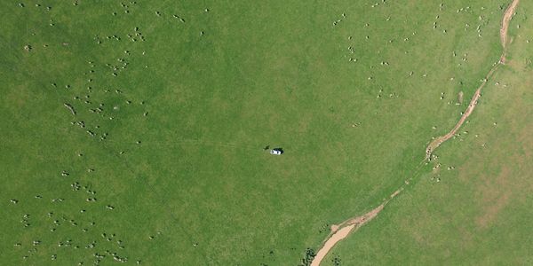 Arial Picture of paddock with lambs