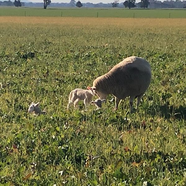 Lambs With Ewe