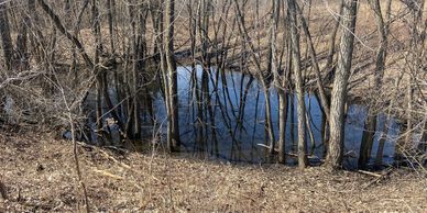 Pond