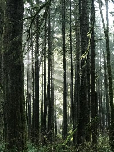 Sunlight through tall trees