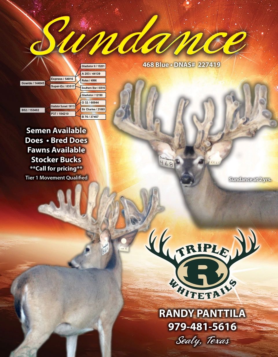 Triple R Whitetails Texas Whitetail Deer, Whitetail Deer, Deer