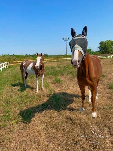 Two horses standing in a sunny fenced field, one wearing a fly mask.