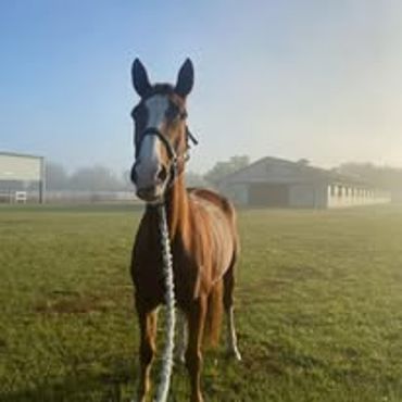 A horse standing on a grassy field with buildings in the background.