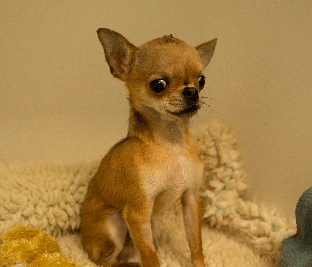 dome head chihuahua