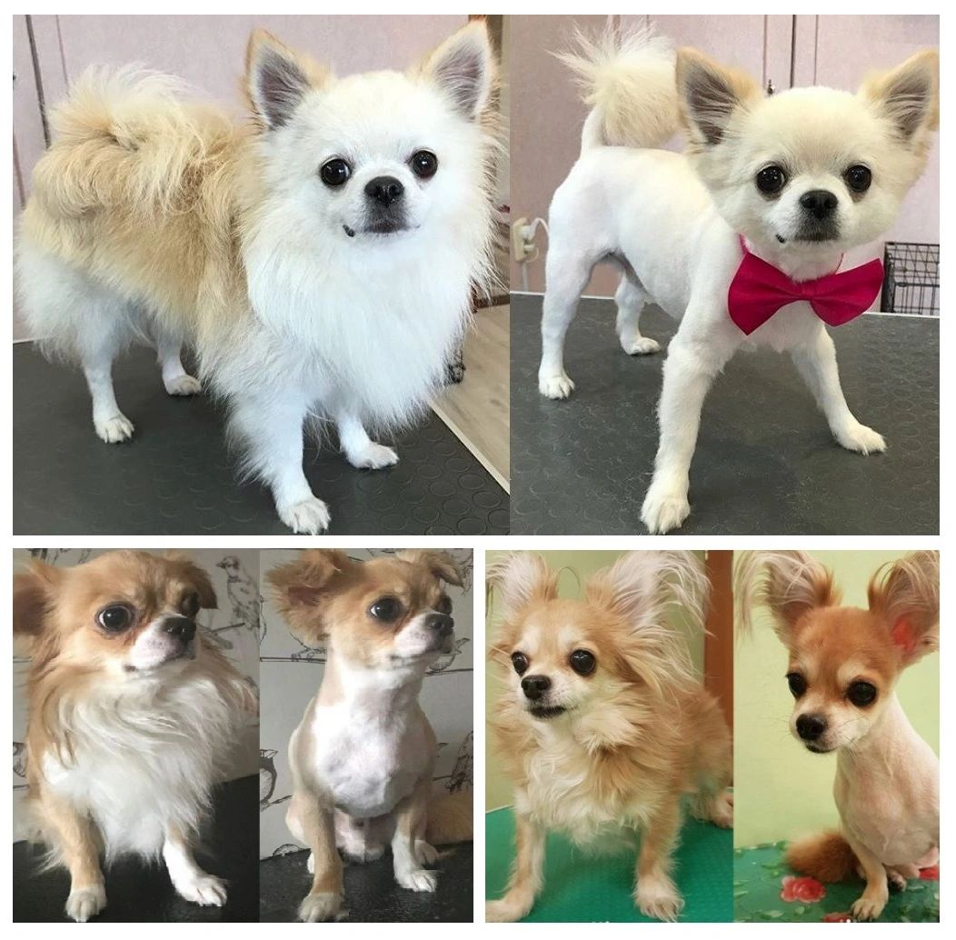 can a long haired chihuahua be shaved?