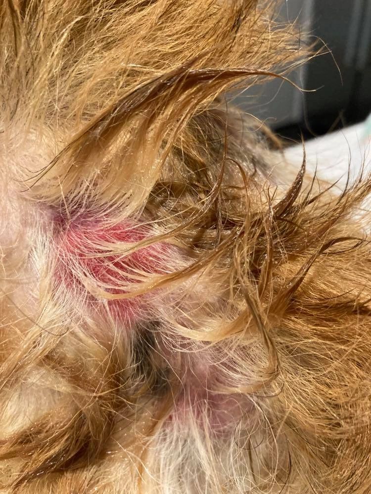 Chihuahua Health Grooming Flea Allergy Dermatitis (FAD)