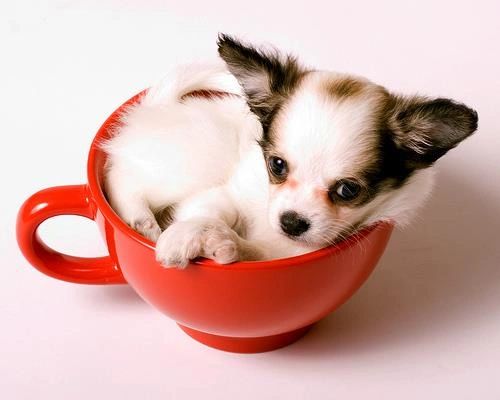 tiny cup chihuahua