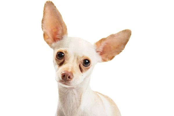 Chihuahua Health Tear staining what can I do about this