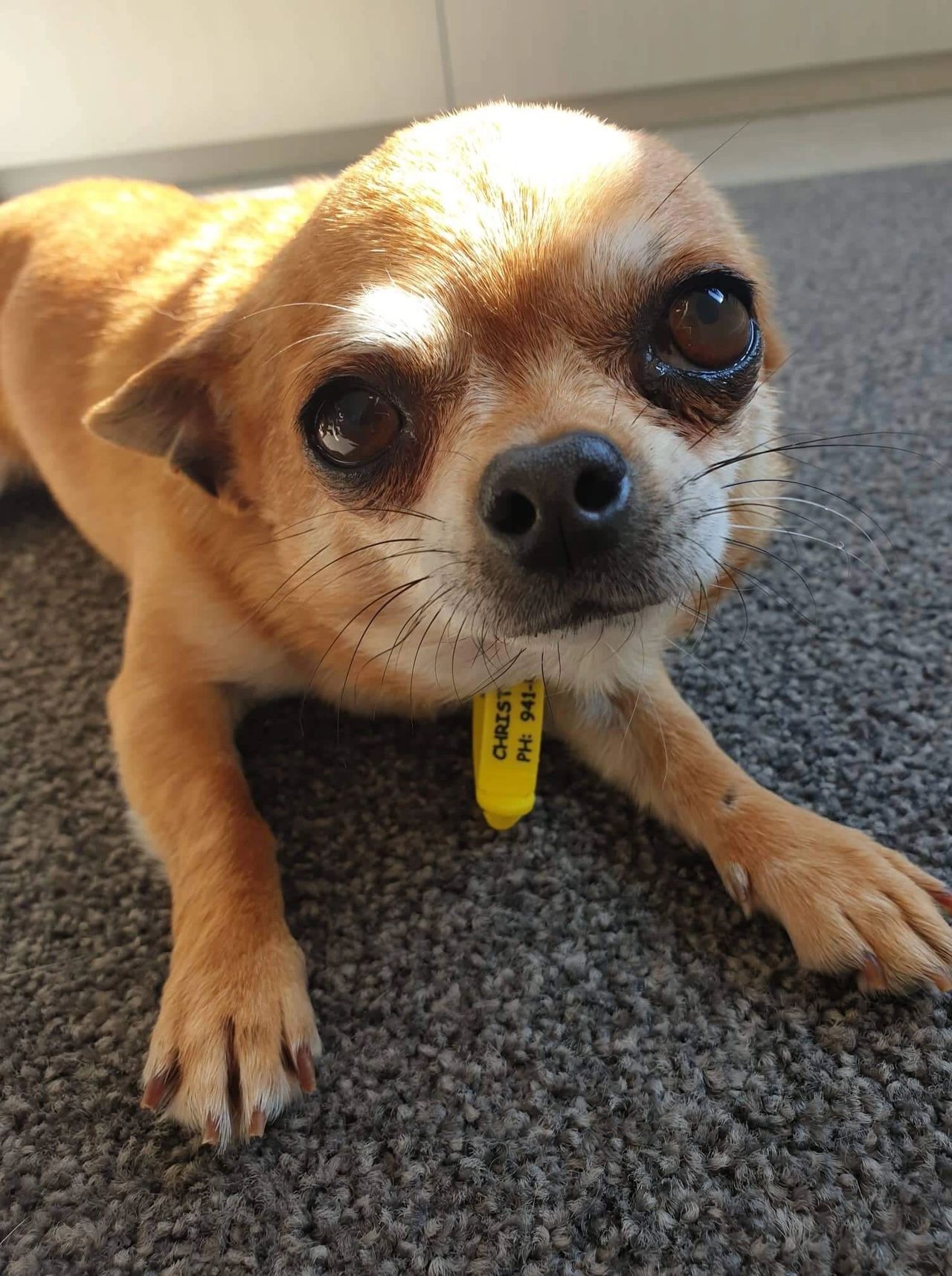 Chihuahua Health The Collapsing Trachea