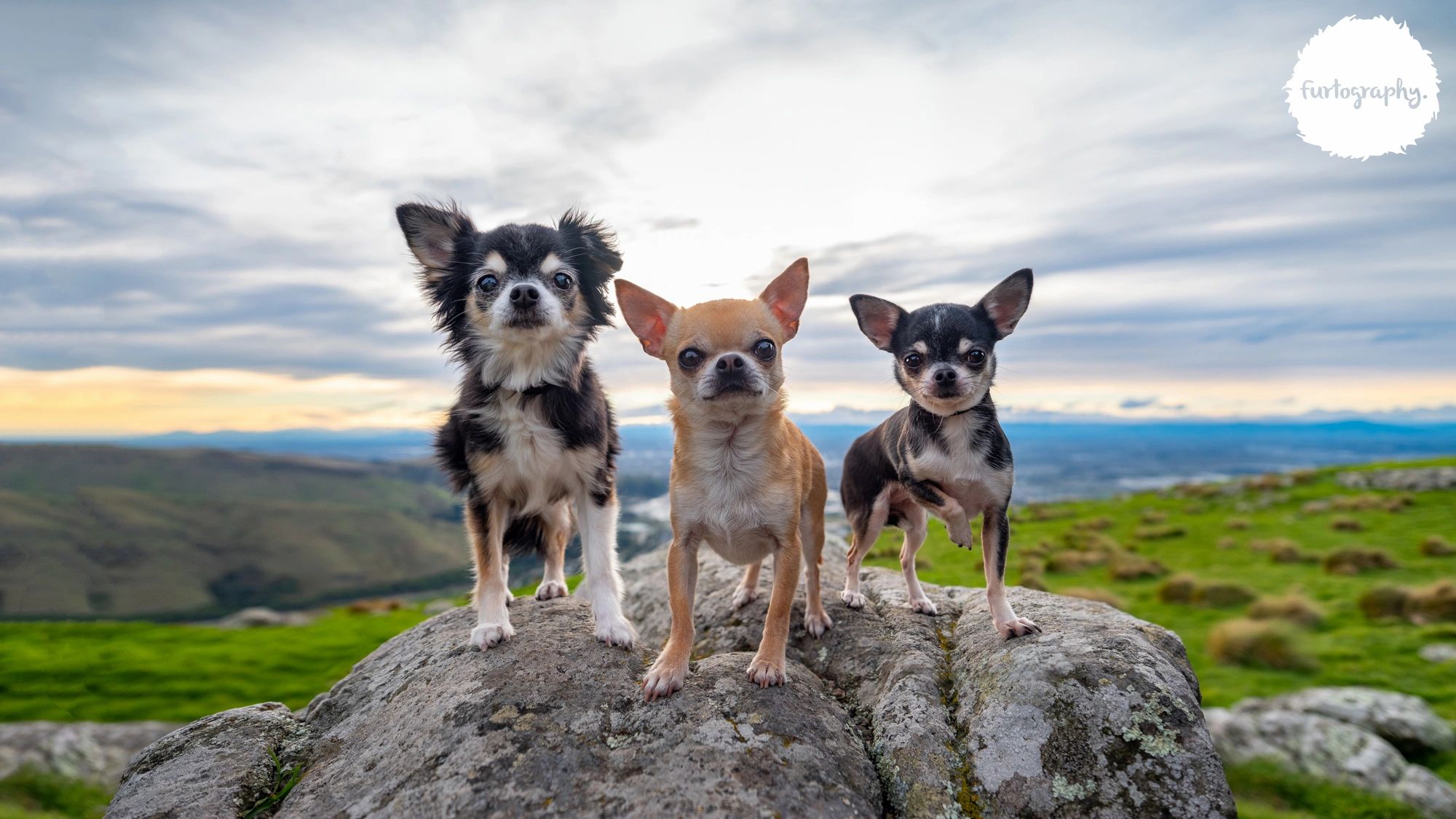 Rescue, Chihuahua, Adoption