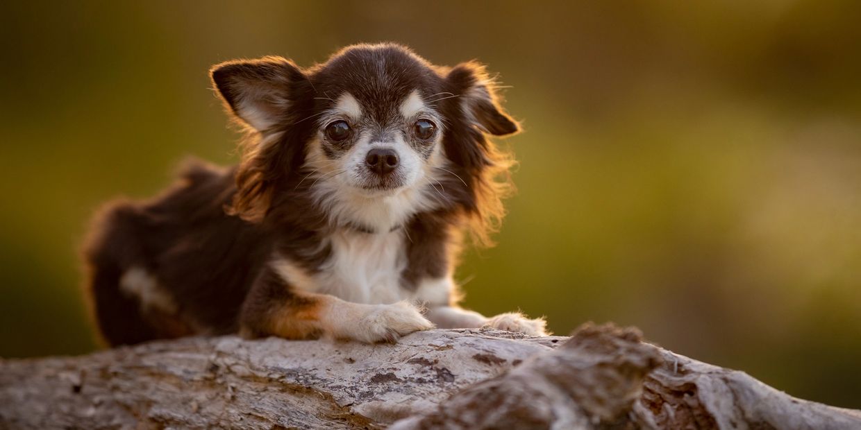Pippin's Legacy | New Zealand Chihuahua Rescue