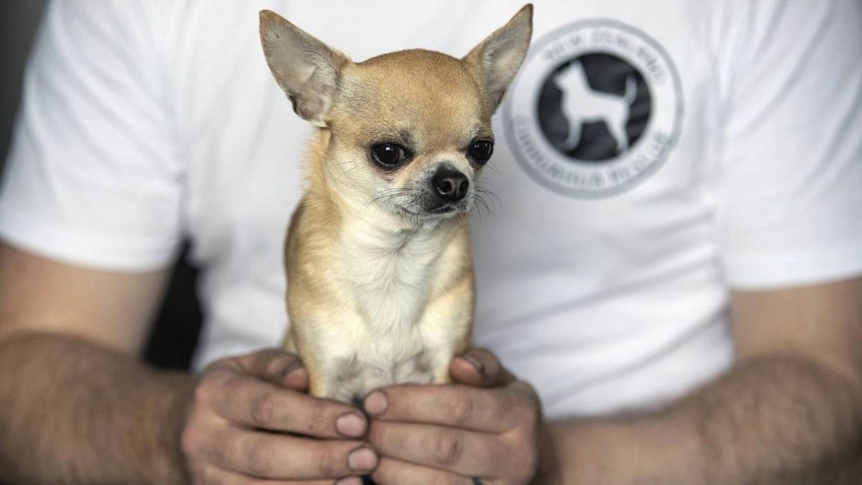 tiny cup chihuahua
