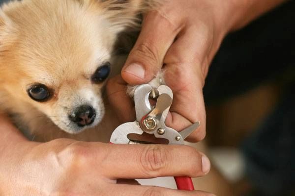 What To Expect During A Chihuahua Nail Trim