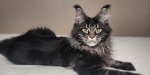 A fluffy Maine Coon cat lying on a light-colored surface with a neutral background.