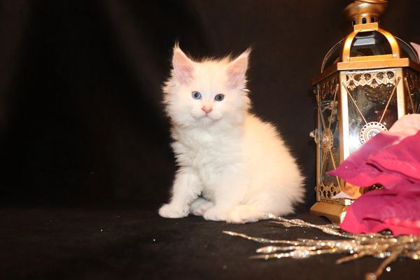 Fluffy white kitten with blue eyes sitting on a black background beside a decorative lantern.