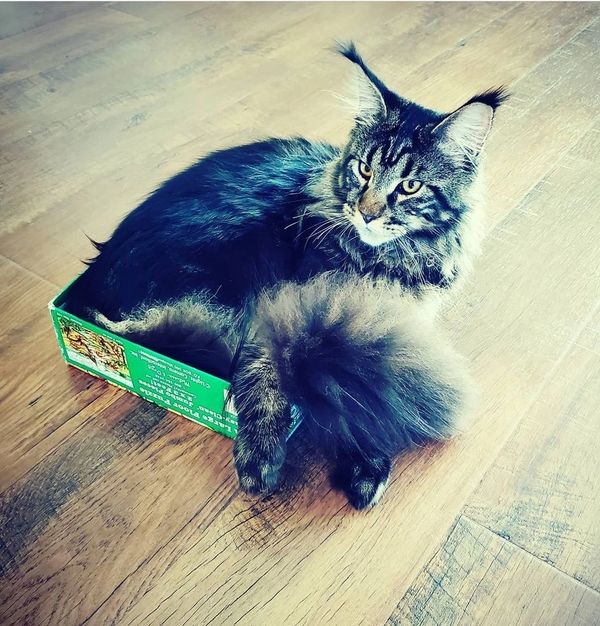 Huge Maine Coon cat