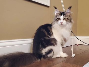 Brown Tabby and white Maine coon, Kittens for sale in Minnesota