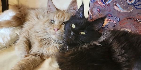Beautiful Large Maine Coons