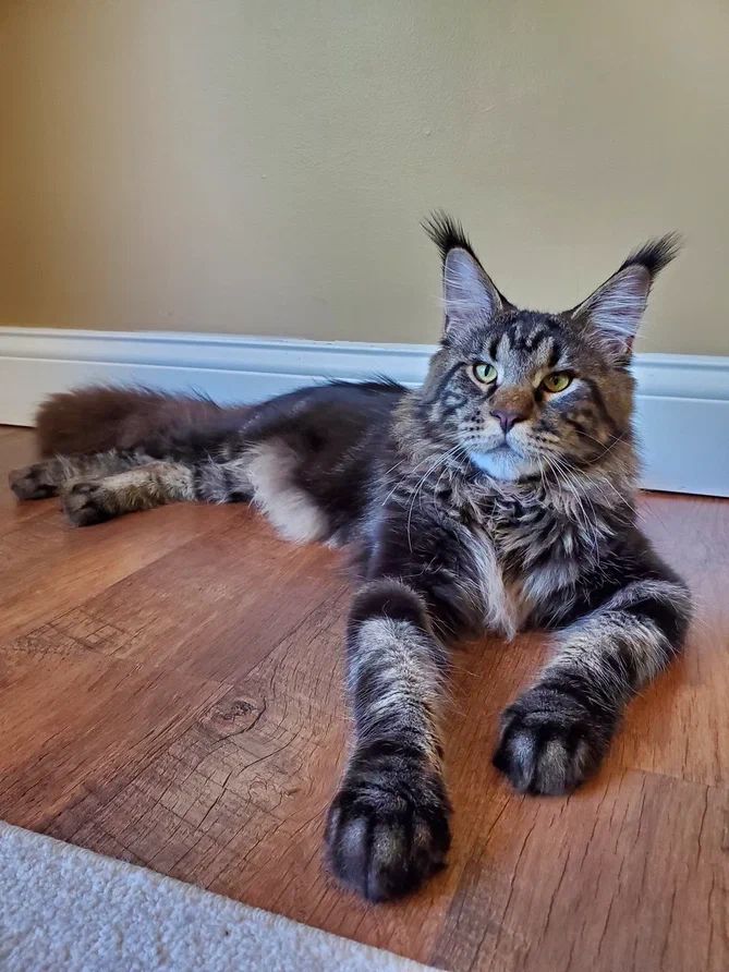 Large black tabby Maine Coon with eartufts