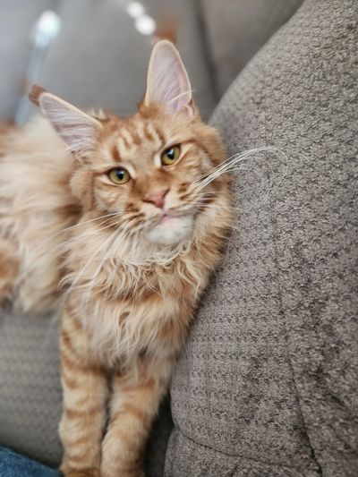 mainecoon in USA, red maine coon