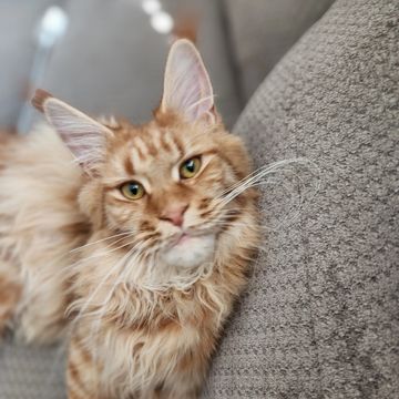 Red maine coon, ginger maine coon
