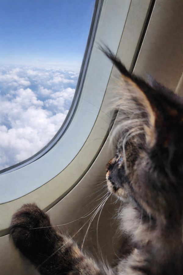 Maine Coon on the Airplane