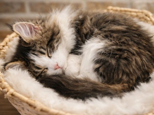 Sweet Maine Coon kitten