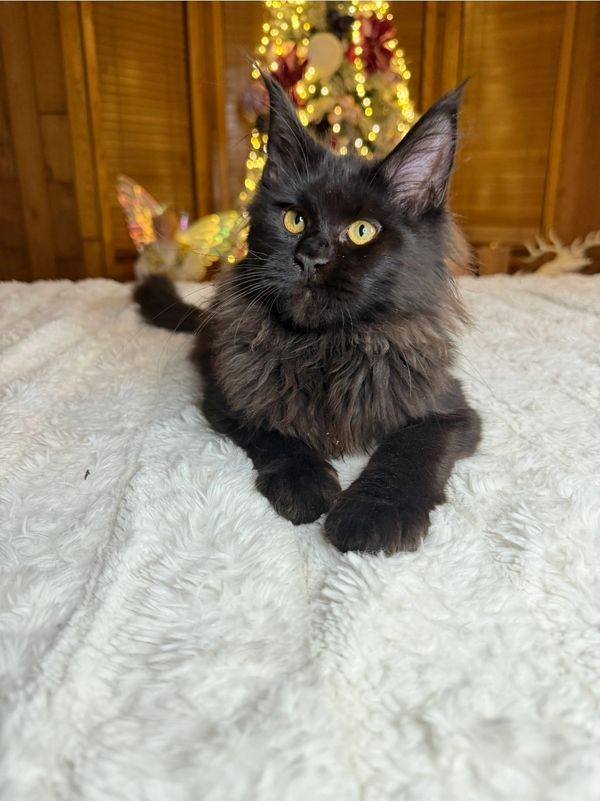 A black Maine Coon cat with yellow eyes rests on a white fluffy blanket.