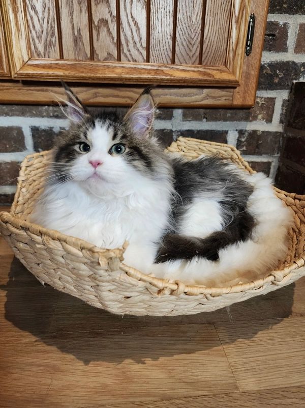 Wild color Maine Coon for Sale
