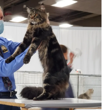 Maine Coon cat Champion