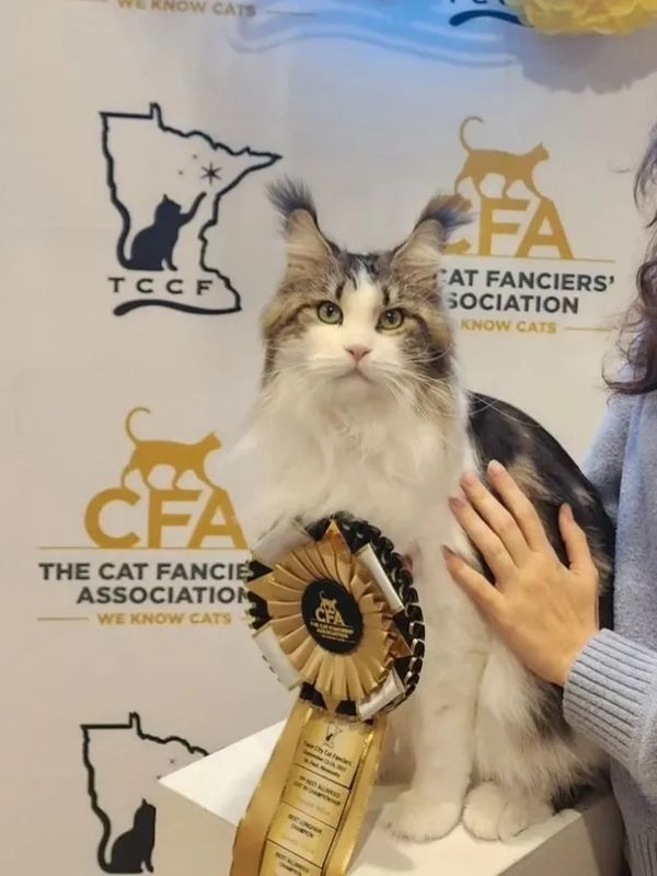 Brown tabby and white Maine Coon champion bloodlines,huge eartufts