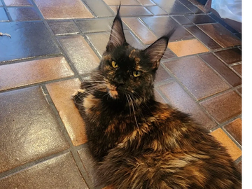 Maine Coon tortie, MCO for sale in USA