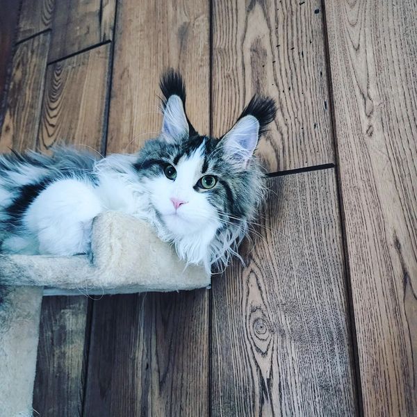 Fluffy cat with tufted ears resting on a beige perch against a wooden wall.