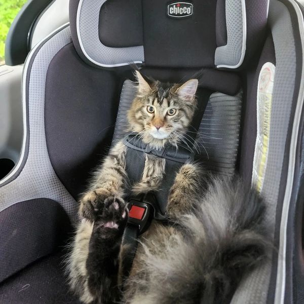 Funny kitten