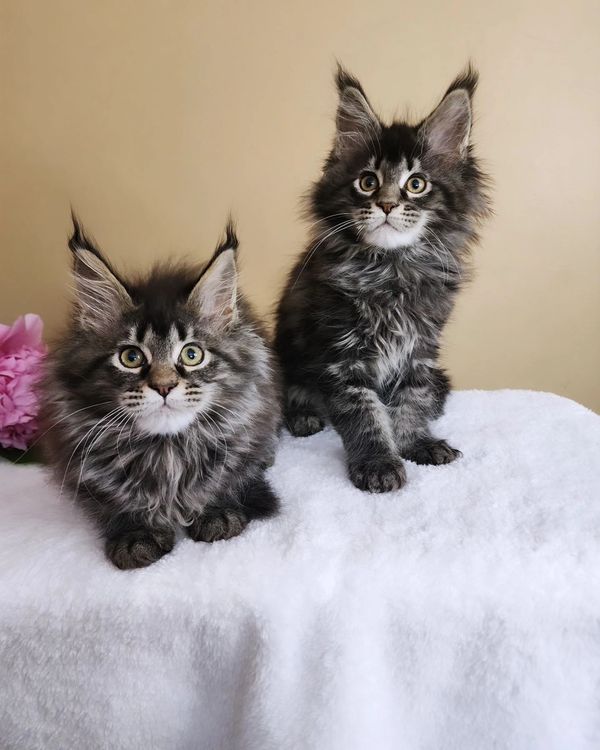 Two brown tabby Maine Coon kittens 