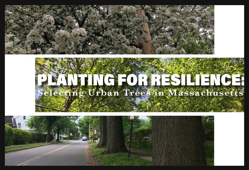 Collage of trees and urban streets promoting tree resilience in Massachusetts.
