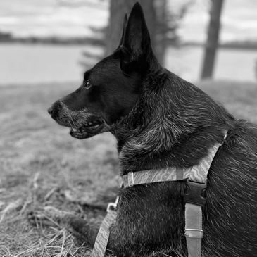 Well trained dog lays after successful training session with local dog trained