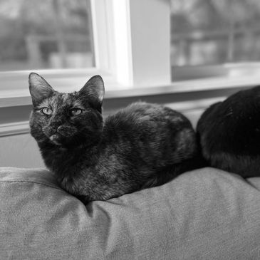 Cats sit happily during house sitting and drop in visit with local pet sitter professional 