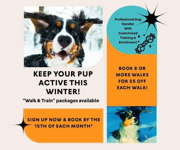 Package deal for dog walking local metro Detroit professional pet care
