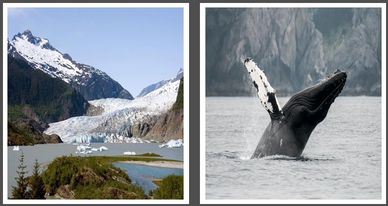 Juneau Whale Watching Excursion with Mendenhall Glacier Adventure