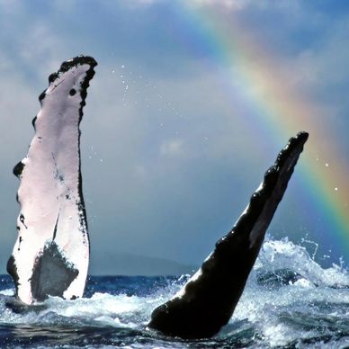 Best Whale Watching Tours in Hawaii