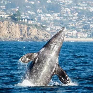 Best Whale Watching Tours in San Diego