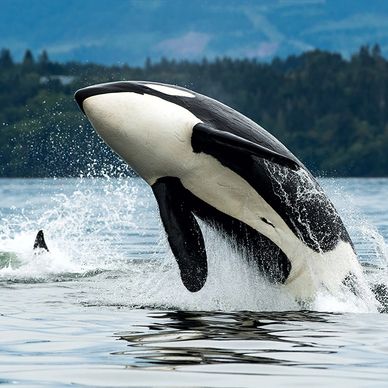 Best Whale Watching Tours in Seattle