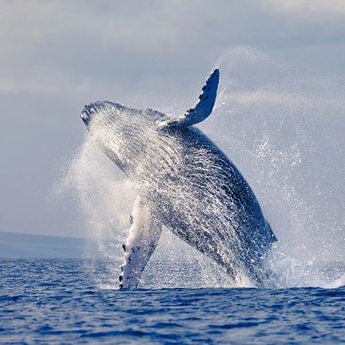 Best Whale Watching Tours in Alaska