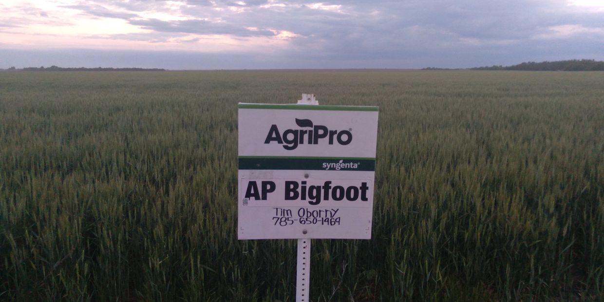 AP Bigfoot