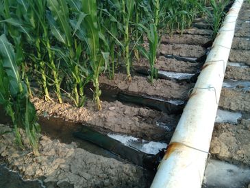 Irrigating corn