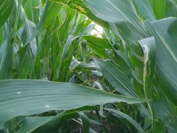 Corn