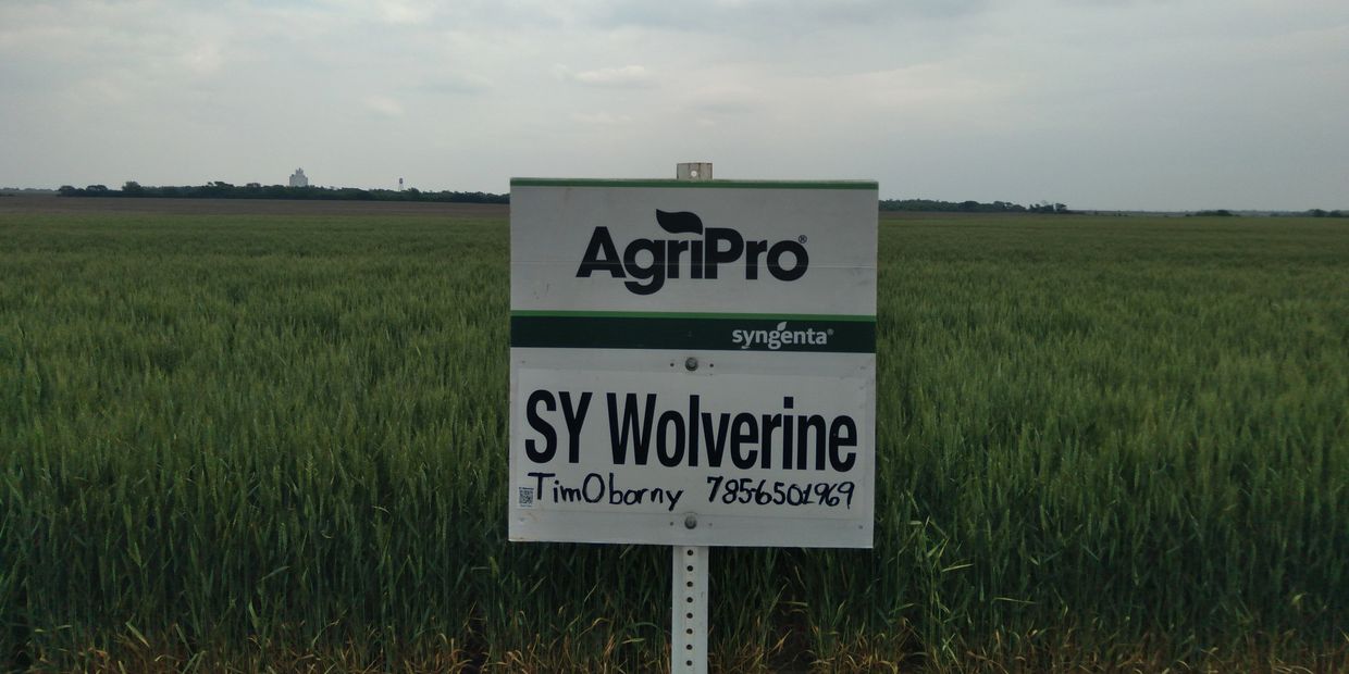 SY Wolverine