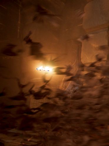 Bats flying in a dimly lit cave or tunnel at night.