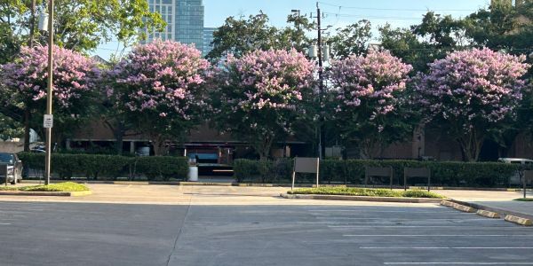 Row of pink flowering trees by a parking lot.